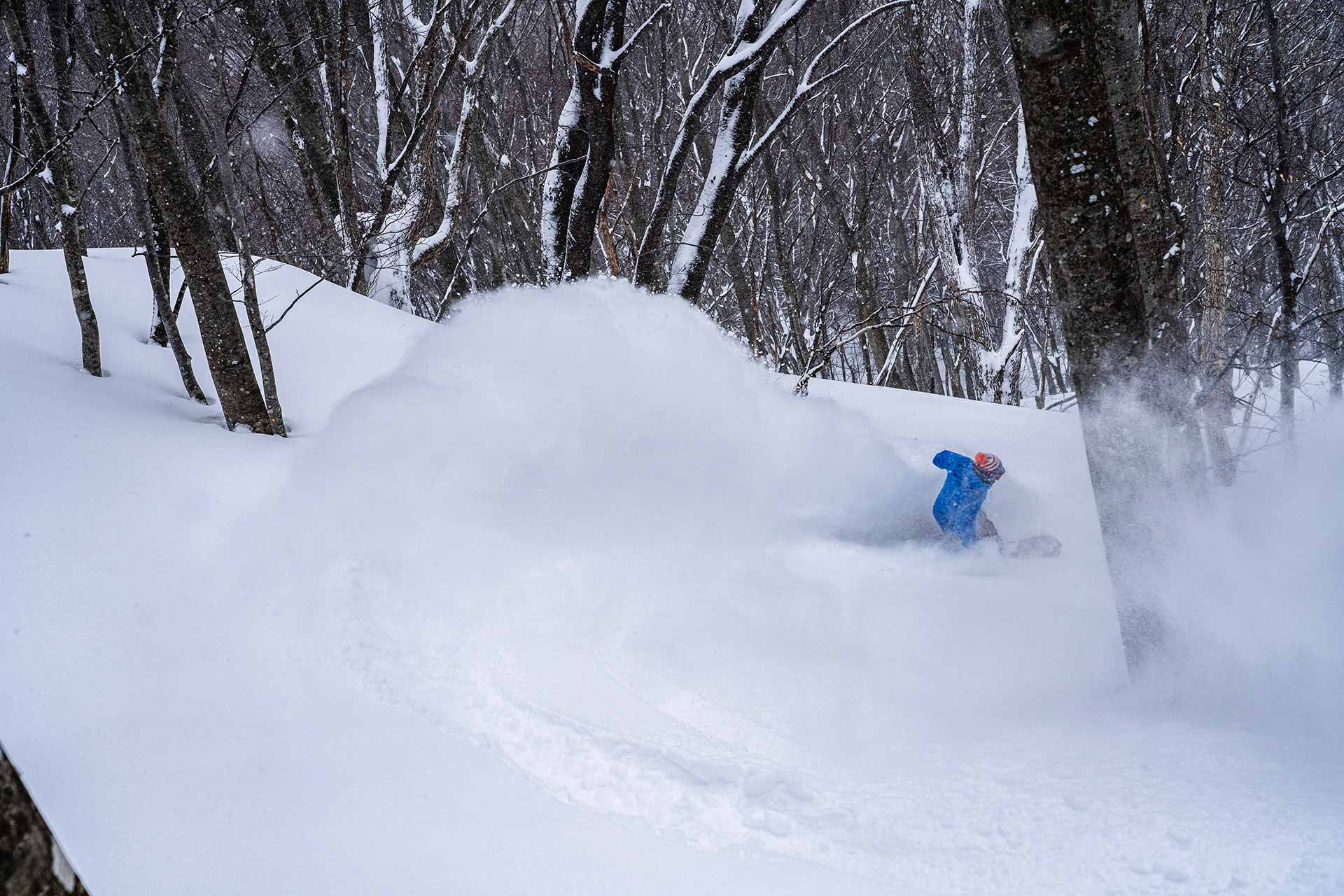 The tight trees that are a hallmark of Aizu